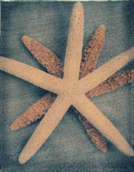 Nature morte for Jahrriesnge starfish-lpf00176 Compatible Nature morte Jahrriesnge for starfish-lpf00176