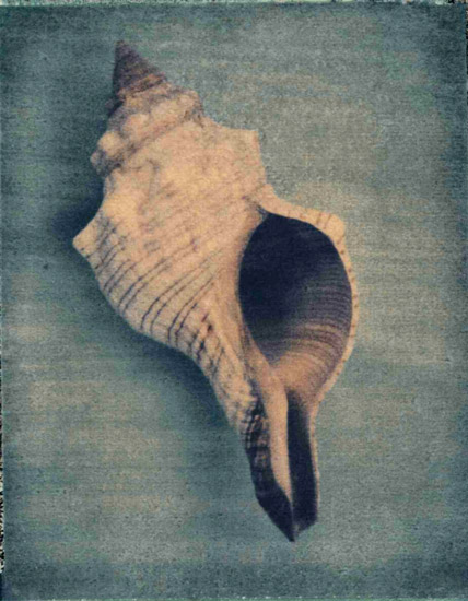 Nature morte for Jahrriesnge conch-lpf00177 Compatible Nature morte Jahrriesnge for conch-lpf00177