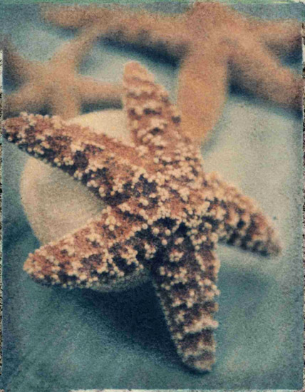 Nature morte for Jahrriesnge starfish-lpf00178 Compatible Nature morte Jahrriesnge for starfish-lpf00178
