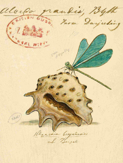 Nature morte for Jahrriesnge dragonfly-lpf00194 Compatible Nature morte Jahrriesnge for dragonfly-lpf00194