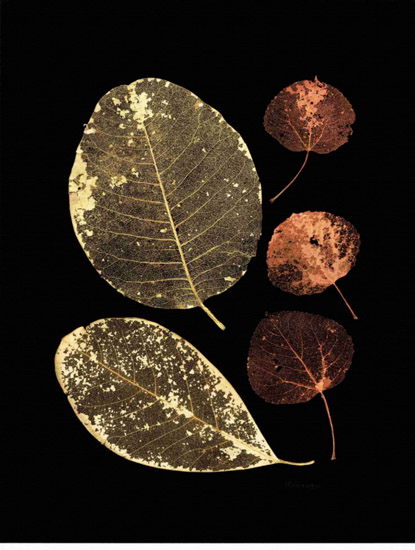 Nature morte for Jahrriesnge leaf-lpf00499 Compatible Nature morte Jahrriesnge for leaf-lpf00499