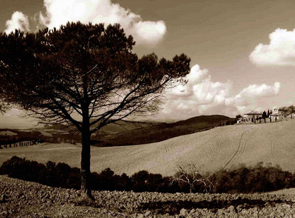 Paysage for Jahrriesnge trees-lpf00757 Compatible Paysage Jahrriesnge for trees-lpf00757