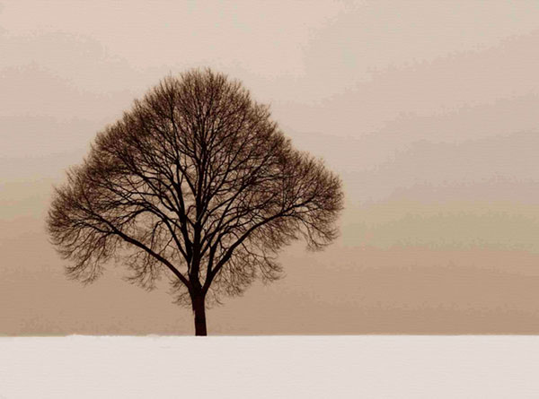 Paysage for Jahrriesnge trees-lpf00758 Compatible Paysage Jahrriesnge for trees-lpf00758