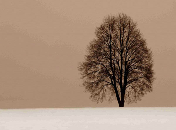 Paysage for JAHRRIESNGE trees-lpf00759 Compatible Paysage JAHRRIESNGE for trees-lpf00759