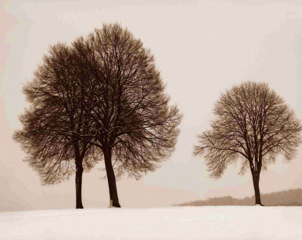 Paysage for Jahrriesnge trees-lpf00760 Compatible Paysage Jahrriesnge for trees-lpf00760
