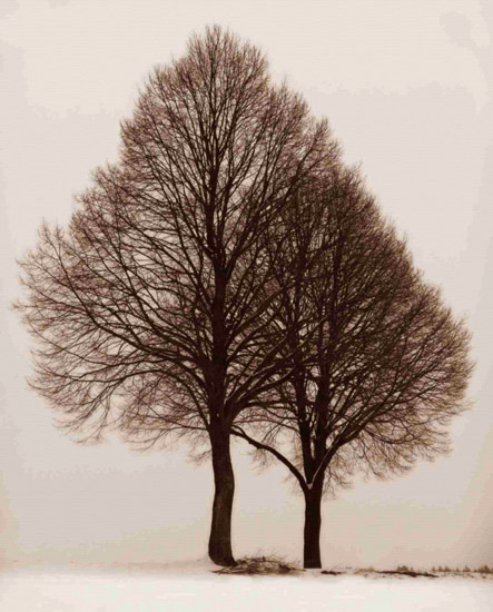 Paysage for Jahrriesnge trees-lpf00761 Compatible Paysage Jahrriesnge for trees-lpf00761