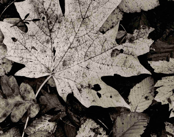 Paysage for Jahrriesnge leaf-lpf00762 Compatible Paysage Jahrriesnge for leaf-lpf00762