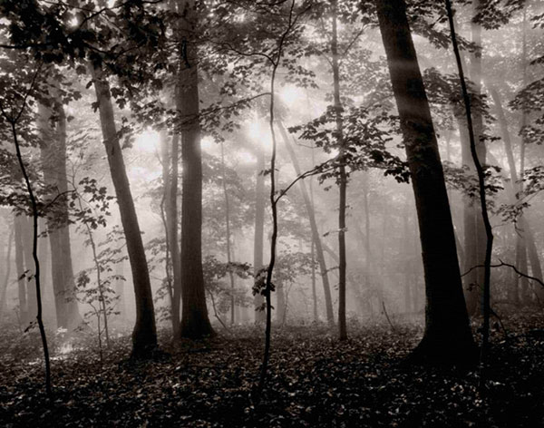 Paysage for Jahrriesnge forest-lpf00763 Compatible Paysage Jahrriesnge for forest-lpf00763