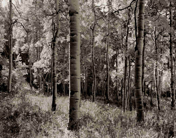 Paysage for Jahrriesnge forest-lpf00765 Compatible Paysage Jahrriesnge for forest-lpf00765