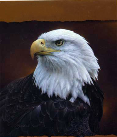 Animaux for Jahrriesnge sea-eagle-lpf02575 Compatible Animaux Jahrriesnge for sea-eagle-lpf02575
