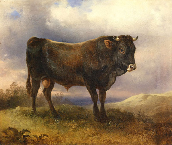 Animaux for Jahrriesnge Angus-cattle-lpf02596 Compatible Animaux Jahrriesnge for Angus-cattle-lpf02596