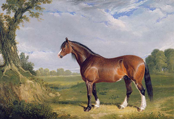 Animaux for Jahrriesnge horse-lpf02611 Compatible Animaux Jahrriesnge for horse-lpf02611