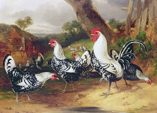 Animaux for Jahrriesnge chicken-lpf02619 Compatible Animaux Jahrriesnge for chicken-lpf02619