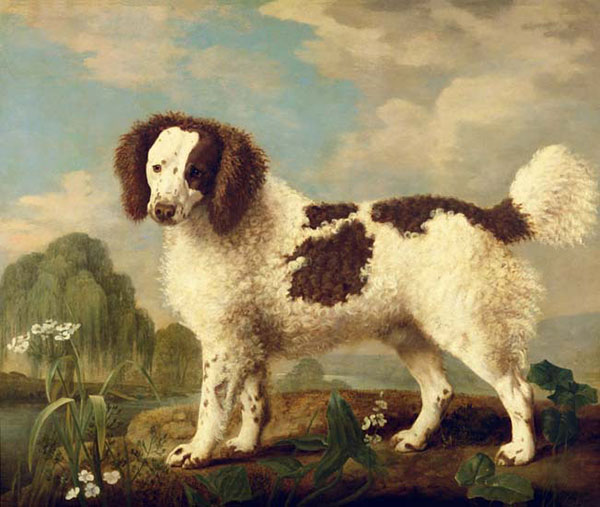 Animaux for Jahrriesnge dog-lpf02637 Compatible Animaux Jahrriesnge for dog-lpf02637