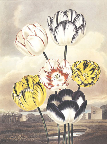Floral for Jahrriesnge flower lpf04701 Compatible Floral Jahrriesnge for flower lpf04701