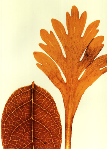 Floral for Jahrriesnge leaves lpf04761 Compatible Floral Jahrriesnge for leaves lpf04761