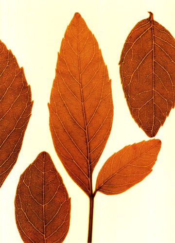 Floral for Jahrriesnge leaves lpf04762 Compatible Floral Jahrriesnge for leaves lpf04762