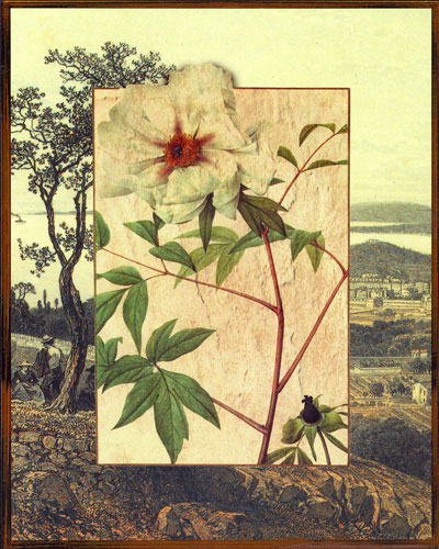 Floral for Jahrriesnge flowers lpf04827 Compatible Floral Jahrriesnge for flowers lpf04827