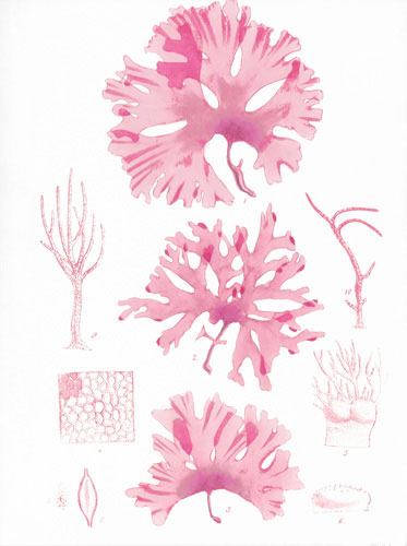 Floral for Jahrriesnge flowers lpf04837 Compatible Floral Jahrriesnge for flowers lpf04837