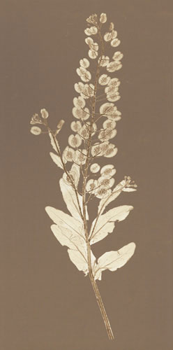 Floral for Jahrriesnge flowers lpf04839 Compatible Floral Jahrriesnge for flowers lpf04839