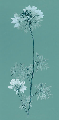 Floral for Jahrriesnge flowers lpf04841 Compatible Floral Jahrriesnge for flowers lpf04841