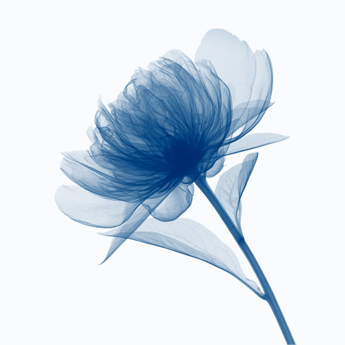 Floral for JAHRRIESNGE flowers lpf04847 Compatible Floral JAHRRIESNGE for flowers lpf04847
