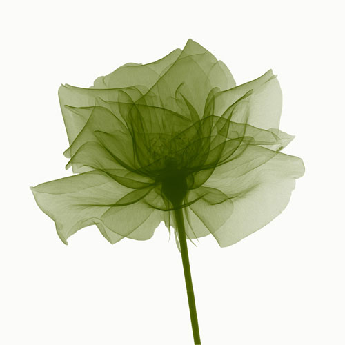 Floral for Jahrriesnge flowers lpf04848 Compatible Floral Jahrriesnge for flowers lpf04848