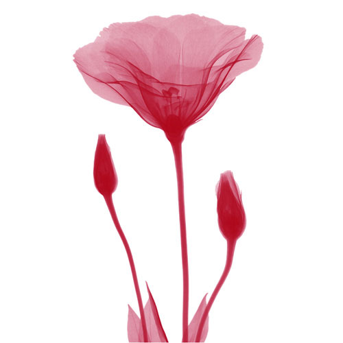 Floral for Jahrriesnge flowers lpf04849 Compatible Floral Jahrriesnge for flowers lpf04849
