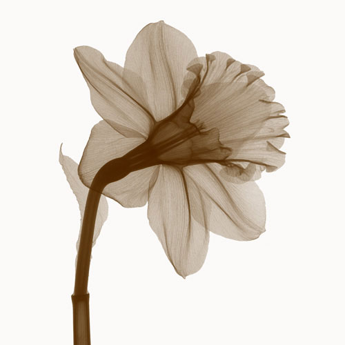 Floral for Jahrriesnge flowers lpf04850 Compatible Floral Jahrriesnge for flowers lpf04850