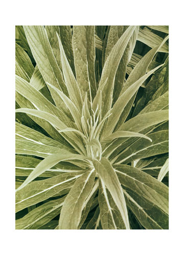 Floral for Jahrriesnge flowers lpf04865 Compatible Floral Jahrriesnge for flowers lpf04865