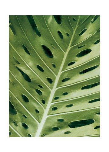 Floral for Jahrriesnge leaf lpf04866 Compatible Floral Jahrriesnge for leaf lpf04866