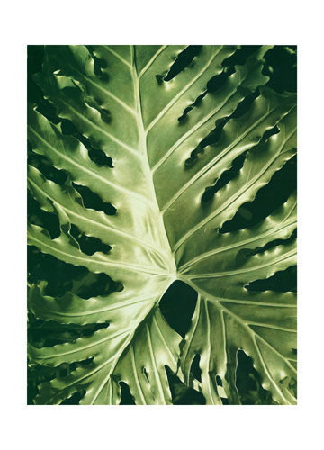 Floral for Jahrriesnge leaf lpf04867 Compatible Floral Jahrriesnge for leaf lpf04867