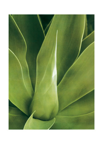 Floral for Jahrriesnge leaf lpf04868 Compatible Floral Jahrriesnge for leaf lpf04868