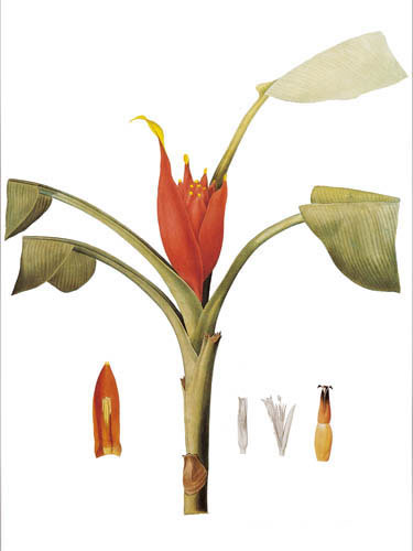 Floral for Jahrriesnge flowers lpf04902 Compatible Floral Jahrriesnge for flowers lpf04902