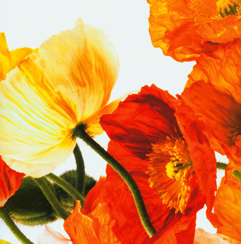 Floral for Jahrriesnge flowers lpf04989 Compatible Floral Jahrriesnge for flowers lpf04989