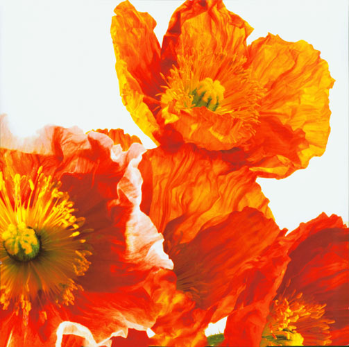 Floral for Jahrriesnge flowers lpf04992 Compatible Floral Jahrriesnge for flowers lpf04992