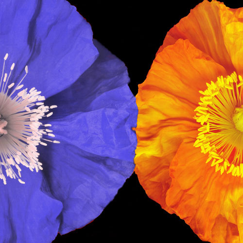 Floral for JAHRRIESNGE flower lpf05047 Compatible Floral JAHRRIESNGE for flower lpf05047