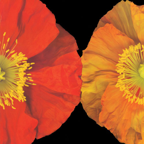Floral for JAHRRIESNGE flower lpf05048 Compatible Floral JAHRRIESNGE for flower lpf05048