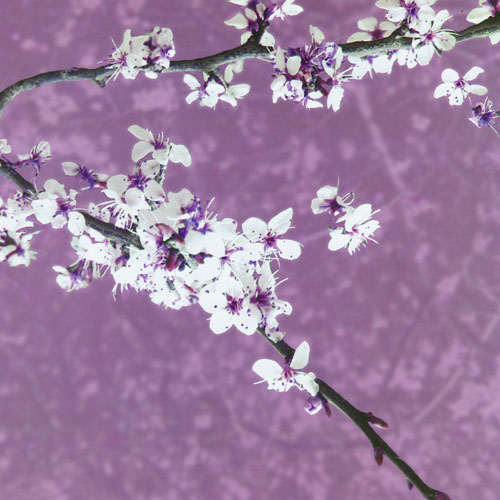 Floral for Jahrriesnge purple leaf plum lpf05058 Compatible Floral Jahrriesnge for purple leaf plum lpf05058