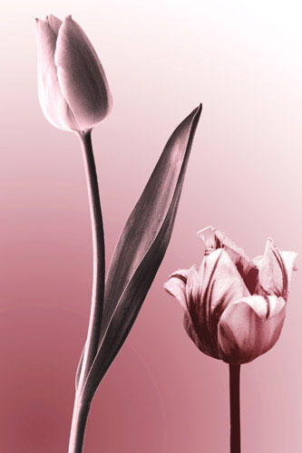 Floral for Jahrriesnge flowers lpf05088 Compatible Floral Jahrriesnge for flowers lpf05088