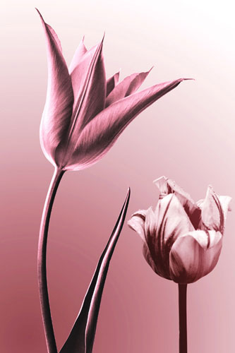Floral for Jahrriesnge flowers lpf05089 Compatible Floral Jahrriesnge for flowers lpf05089