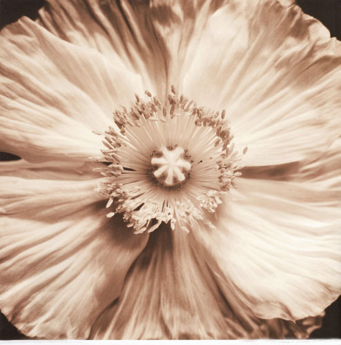 Floral for Jahrriesnge flowers lpf05093 Compatible Floral Jahrriesnge for flowers lpf05093