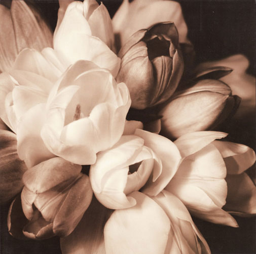 Floral for Jahrriesnge flowers lpf05094 Compatible Floral Jahrriesnge for flowers lpf05094