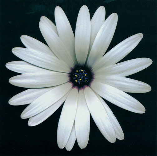 Floral for Jahrriesnge flowers lpf05423 Compatible Floral Jahrriesnge for flowers lpf05423