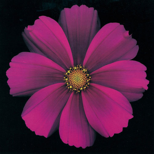 Floral for Jahrriesnge flowers lpf05424 Compatible Floral Jahrriesnge for flowers lpf05424