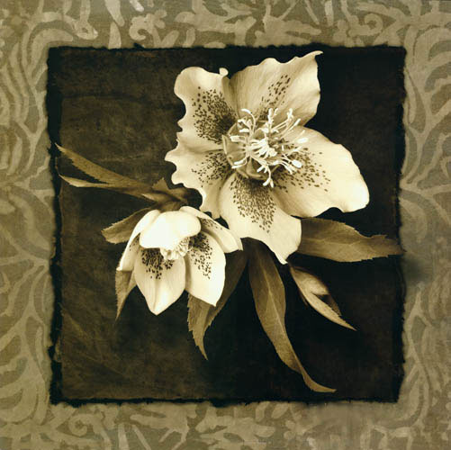 Floral for Jahrriesnge flowers lpf05471 Compatible Floral Jahrriesnge for flowers lpf05471
