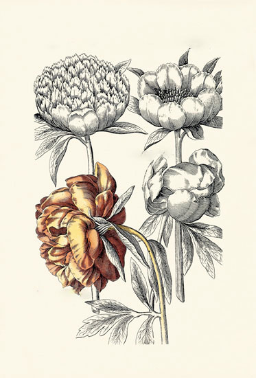 Floral for Jahrriesnge flowers-lpf06622 Compatible Floral Jahrriesnge for flowers-lpf06622