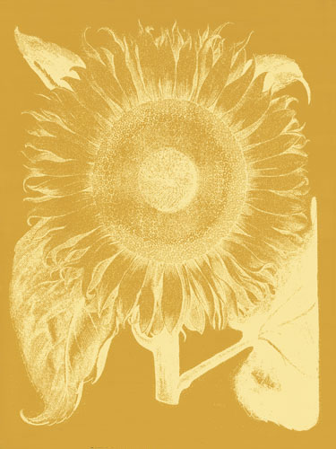 Floral for Jahrriesnge flowers-lpf06714 Compatible Floral Jahrriesnge for flowers-lpf06714