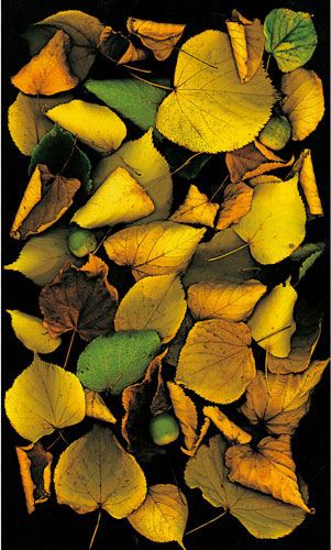 Floral for Jahrriesnge flowers-lpf06752 Compatible Floral Jahrriesnge for flowers-lpf06752