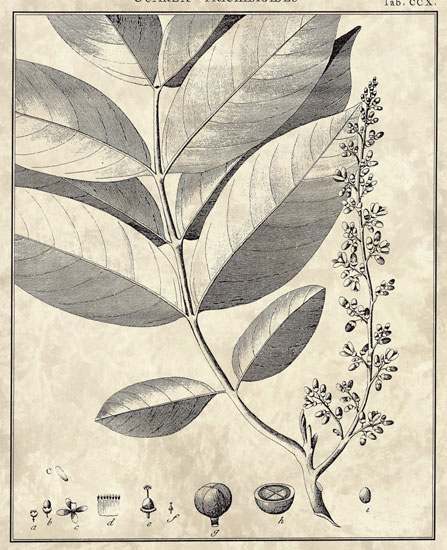 Floral for Jahrriesnge flowers-lpf06798 Compatible Floral Jahrriesnge for flowers-lpf06798